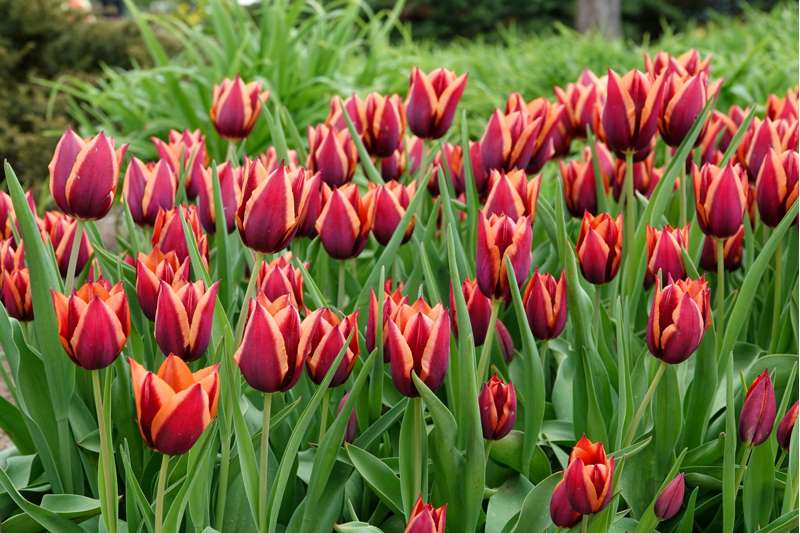 Tulipan 'Slawa' (Storkøb) - 80 løg